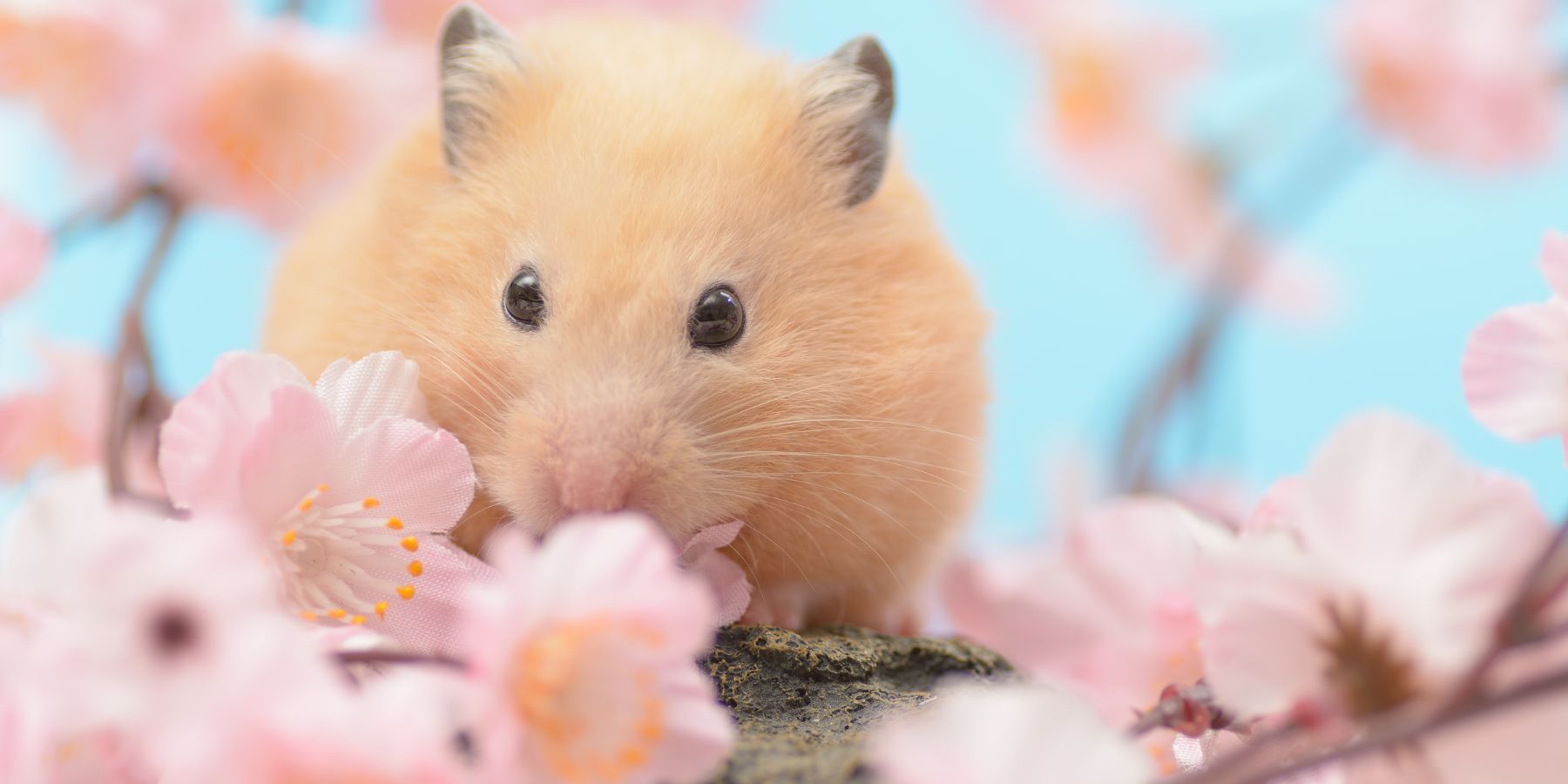 Feeding Celery to Hamsters - Safe or Not
